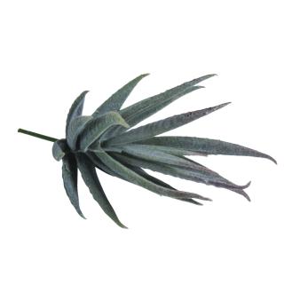 craft - succulent aloe - labottegadelleideelecco.it