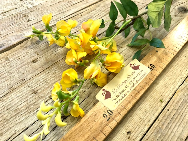 craft - BOCCA DI LEONE  - labottegadelleideelecco.it
