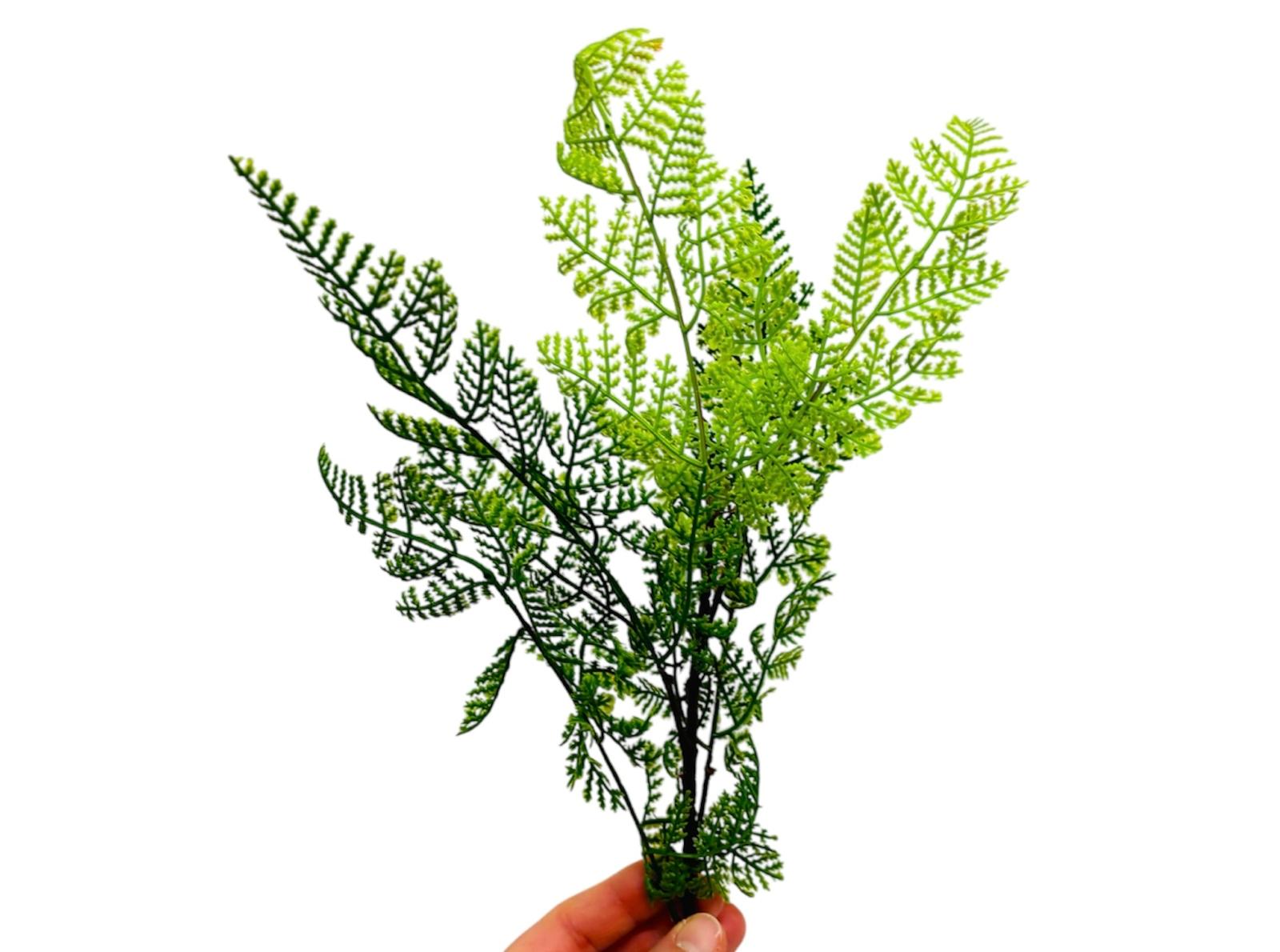 craft - felce verde - labottegadelleideelecco.it