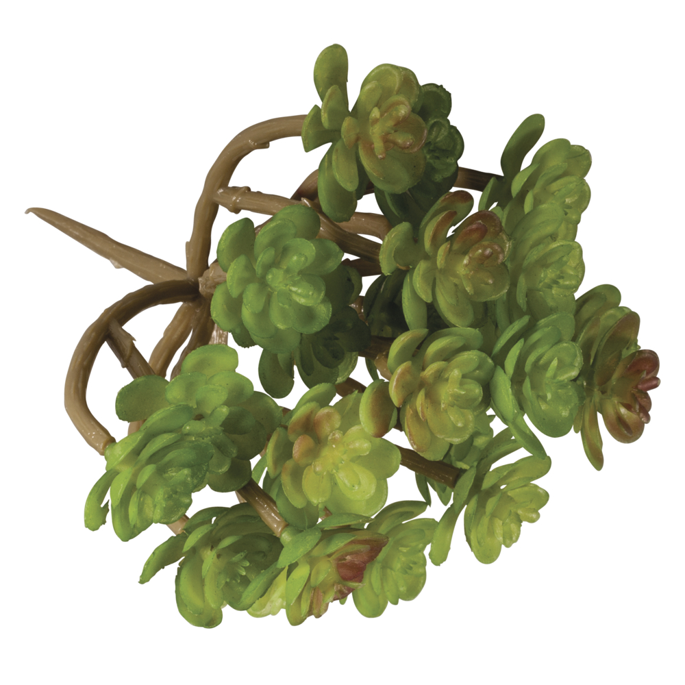 craft - succulent sedum - labottegadelleideelecco.it