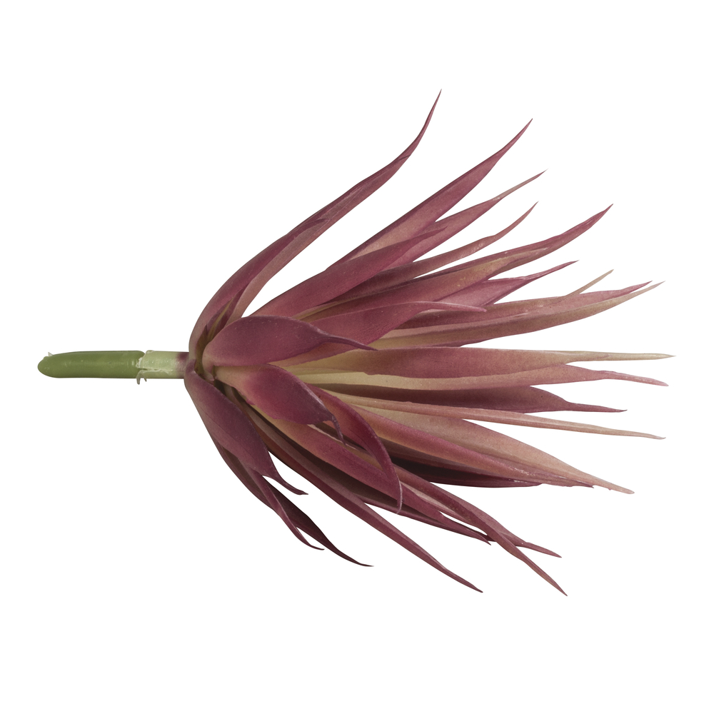 craft - succulent yucca - labottegadelleideelecco.it