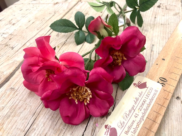 craft - ROSA CANINA FUCSIA - labottegadelleideelecco.it