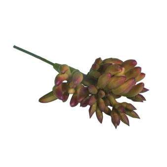 craft - succulent ovata - labottegadelleideelecco.it